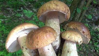 В лес за Грибами Боровиками Белыми июль 2019 Беларусь Boletus Edulis