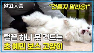 지금까지 이런 고양이는 없었다! 밤마다 울기는 기본, 집안 곳곳에 소변 테러까지? 문제투성이 고양이를 위한 냐옹신의 솔루션은?┃고양이를 부탁해┃알고e즘