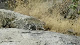 Into the Wild: India - Youngsters of the Desert (2018)