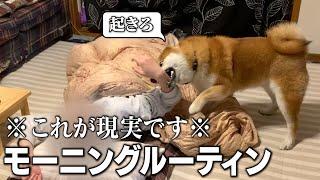 2歳柴犬と飼い主の現実的なモーニングルーティン【和風総分家】