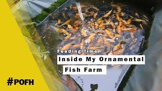 Inside my Ornamental Fish Farm || Feeding Time