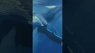 The strangest information about whales#blue whales#dolphins