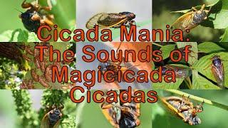 Cicada Mania: The Sounds of Magicicada Cicadas (Film)