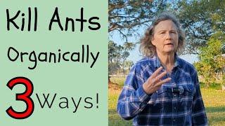 Three organic ways to get rid of ants in your garden and yard