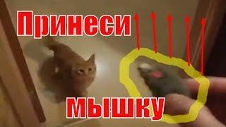 ПРИНЕСИ МЫШКУ Ариша умная кошка выполняет команды BRING the MOUSE Arish smart cat executes commands