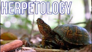 An Introduction to Herpetology: The Study of Reptiles and Amphibians!