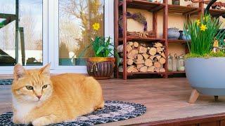 Тихое очарование Весеннего Сада  Загородный Дом - моё маленькое счастье #garden #дом #огород