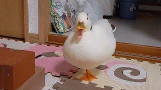 おネムになってあくびするコールダックzzz  My Call Duck Yawning　【小さいあひるのブッチー】