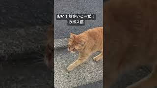 会えば一緒にお散歩の仲のゴキゲンなボス猫 #cat  #猫  #ねこ  #animal  #cute  #猫のいる暮らし #shorts