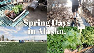 日/ENG【Life in Alaska #24】Spring Days in Alaska | VLOG