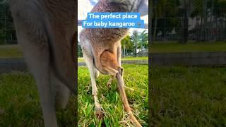 Baby kangaroo  going into pouch so lovely  #shorts #shortsfeed