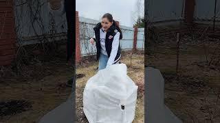 Зимовка голубики под укрытиями от Красивой грядки  #дача #огород #укрытиедлярастений  #дачасадогород