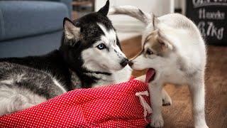 Big Husky and Tiny Puppy Olive Become Best Friends From Day One