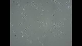 Beneficial Bacteria & Fungi Under a Microscope