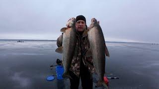 Рыбалка на озере Симко 1 Февраля, 2024 / Ice Fishing - Lake Simcoe Feb 1, 2024