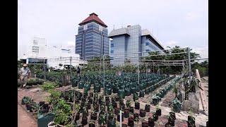 Mengintip Urban Farming di Rooftop Kantor Walikota Jakarta Timur