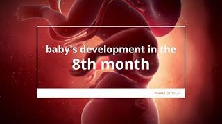 Baby's Development in Month 8 of Pregnancy | Fetal Growth and Development