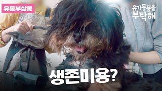 털 때문에 똥을 못싸는 강아지도 있어요! 유기견보호소 미용봉사자가 꼭 필요한 이유 EP.12