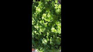 Two ways to plant coriander seeds   II    How to plant coriander from seed  #shorts