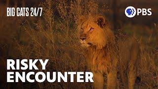 Showdown! Intruding Male Lions Threaten Young Males of the Xudum Pride | Big Cats 24/7 | PBS