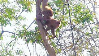 Abandoned Mother Sarika Carries Baby Saro To ATTACK With Teenaged Monkey