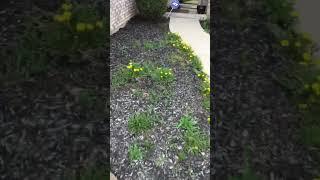 David Stubblefield’s Video