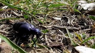 Meloe brevicollis, a amazing flightless beetle, european insects