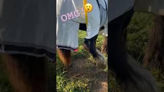 Have you ever had an ITCH?  #horse #gypsyvanner #funny #funnyhorse