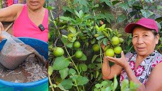 POTENTE ABONO casero PARA FRUTALES - como TENER mucho fruto En ARBOLES FRUTALES EN CASA