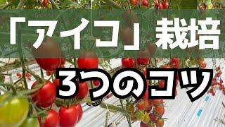 ミニトマト【アイコ】たわわに実らす3つのコツ