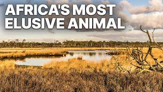 Africa's Most Elusive Animal | DOCUMENTARY