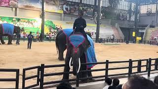 World top Elephant & Baby elephant show | Dancing | Amazing | unbelievable |   #viralvideo