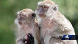 Still on the loose: 43 monkeys escape research center in South Carolina