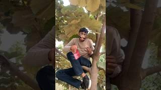 Monkey  Ne chhina Deepanshu ka phone   #shorts #monkey #funny #youtubeshorts #dudscomedy