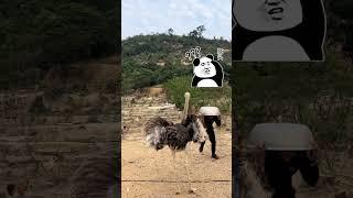Ostrich also scared the chicken farmer on . Agriculture, rural areas and farmers.