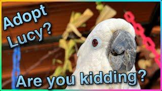 Adopt Lucy? Really? The Chloe Sanctuary for Parrots and Cockatoos live #short