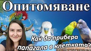 Опитомяване на вълнист папагал (корела)