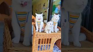 iam a cat lover#meaw #catvideos #catshorts #catsofyoutube #cats