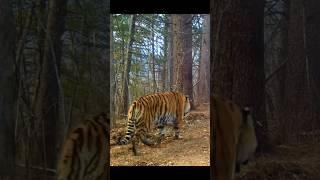 Amur tiger and Ussuri Brown Bear at Russian Far East, in the same place