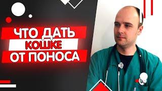 Что дать кошке коту котенку от поноса в домашних условиях