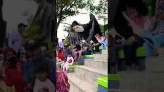 Burung Elang lambang Amerika