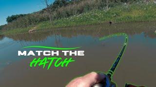 These fish are dialed into BAITFISH - Swimbait fishing for stubborn Post Spawn Largemouth Bass!