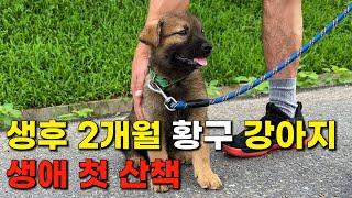 이번에는 생후 2개월 된 진돗개 황구 강아지를 데리고 산책을 나가봤습니다