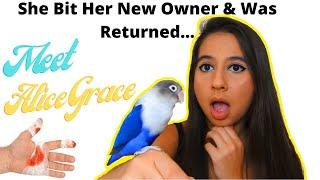 Meet my Lovebird Alice Grace | Watch her Grow w/ Photos! | She Bit Her Previous Owners & Was Returne