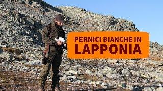 Caccia alle pernici bianche in Lapponia