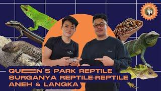 GREBEK QUEEN'S PARK REPTILE SURGANYA REPTILE LANGKA !!