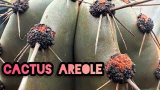 Cactus Areole After it Rains