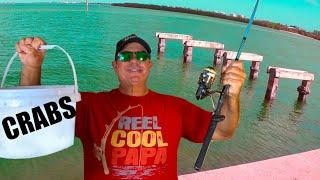 Shore Fishing With Crabs In Florida From The Seawall