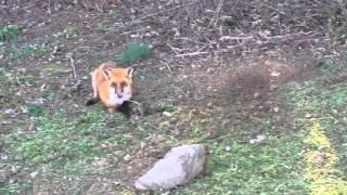 Gorgeous Red Fox in dirt hole set. PA farmland trapping.