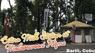 ESTINO MILK STATION AT MOLAVEWOOD FARMS || Molave Milk Station || Indzae Lahlin